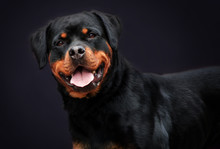 Portrait Of A Nice Rottweiler Breed Dog