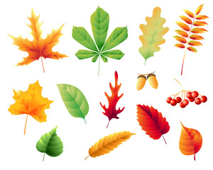 Wall Mural - set of autumn leaves