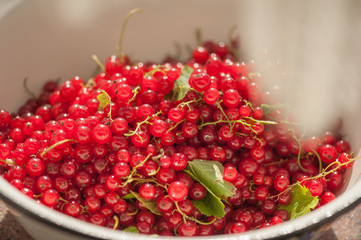 Canvas Print - Red currant