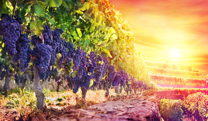 Wall Mural - Ripe Grapes In Vineyard At Sunset - Harvest
