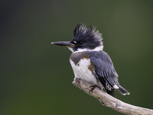 Belted Kingfisher Portrait On Green Background