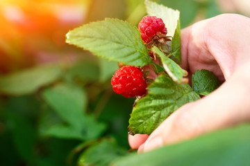 Branch of ripening raspberries in the sun's rays of the setting sun. Organic ripe red raspberries on the bush, cultivation, garden,food. Branch of raspberry with big red ripe berries