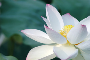 Wall Mural - blooming lotus flower in summer pond with green leaves as background