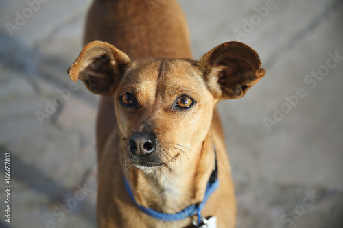 tan chihuahua mix