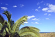 Palm tree on tropical beach against blue sky