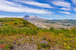 Amazing view of flowers and hills near big volcano along a fascinating Harry's Ridge Trail. Mount St Helens National Park, South Cascades in Washington State, USA