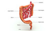 Large Intestines 