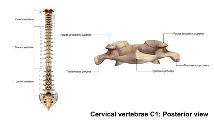 Wall Mural - Cervical vertebrae 