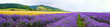 Panorama at the foot of the Balkan Mountains. Lavender bloom levels. Near Kazanlak, Bulgaria soil and climate are excellent for lavender growing.