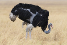 Ostrich (Struthio Camelus) Male, Savuti, Chobe National Park, Botswana