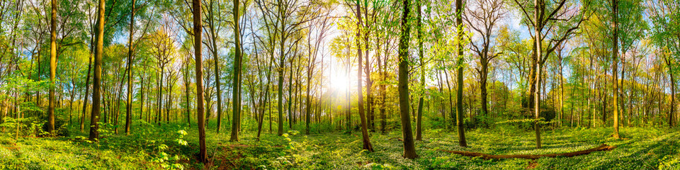Poster - Wonderful forest panorama in spring with bright sun