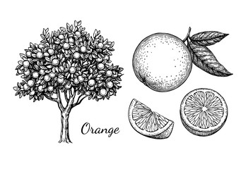 Wall Mural - ink sketch of orange