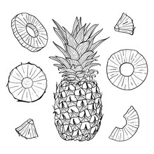 Vector Hand Drawn Pineapple And Sliced Pieces Set. Tropical Engraved Style Illustration.