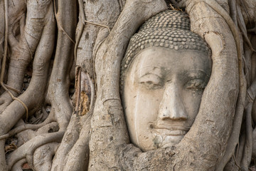 Wall Mural - Buddha Head in Tree Roots in Wat Mahathat , Ayuthaya , Thailand