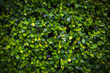 Background of Green Leaves