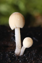 Miniature Mushrooms On Rotting Wood