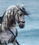 Fototapeta Konie - Portrait close up Spanish purebred gray horse with long mane