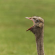 © Marilar Irastorza/Stocksy - Cute funny ostrich portrait with open beak