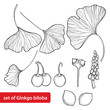 Vector set with outline Gingko or Ginkgo biloba tree. Leaf, fruit and flower isolated on white background. Gymnosperms relict plant in contour style for exotic summer design and coloring book.