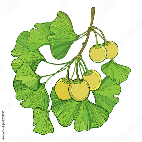 Vector Branch With Outline Gingko Or Ginkgo Biloba Tree Bunch With Green Leaf And Fruit Isolated On White Background Gymnosperms Relict Plant In Contour Style For Exotic Summer Design Buy This