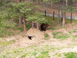 © DHstudio - Wildlife bears sanctuary in Belitsa, Bulgaria
