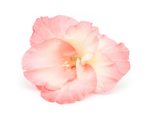 Wall Mural - gladiolus flower