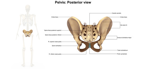 Wall Mural - Skeleton_Pelvis_Posterior view