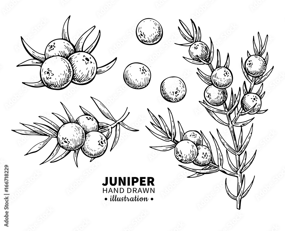 Juniper vector drawing. Isolated vintage illustration of berry on branch. Organic essential oil engraved style sketch. - obrazy, fototapety, plakaty 