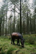 Wild Dartmoor Pony