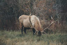 Elk In Jasper National Park