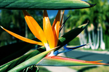 Flowering Plant Strelitzia Reginae Also Known As Strelitzia Crane Flower Or Bird Of Paradise