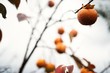 © Kristen Marie Parker/Stocksy - persimmon fruits hanging from tree covered in rain drops