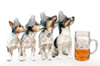 Leinwandbild Motiv Four bavarian dogs with beer - jack russell terrier 