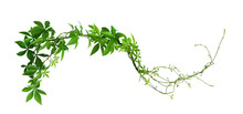 Wild Morning Glory Leaves Jungle Vines Isolated On White Background, Clipping Path Included