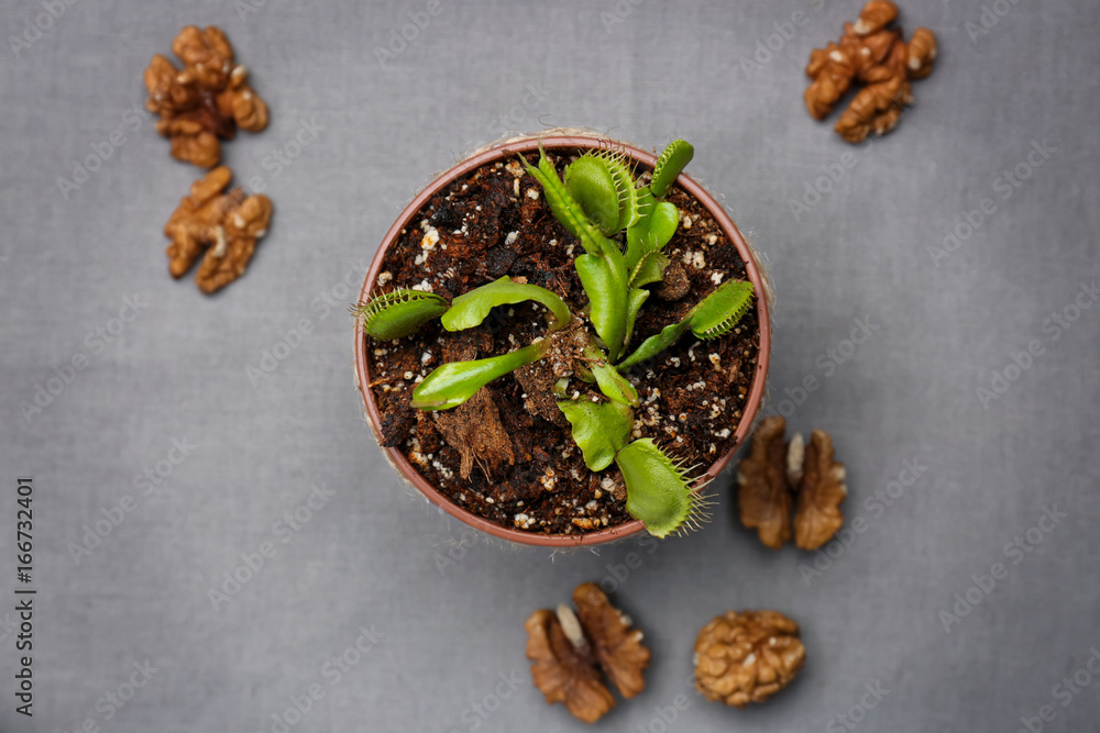 Dionaea muscipula with walnuts on grey background