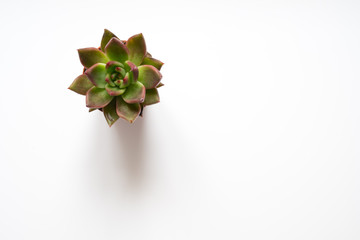 Wall Mural - succulent plant, mini cactus on white background -