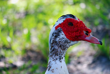 Close Up Of The Unique Muscovy Duck 