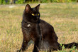 Portrait of black cat with green eyes outside,photo