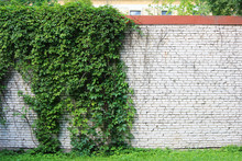 White Brick Wall Densely Overgrown With Green Ivy Hedera.