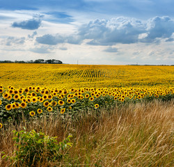 Fotomurales - sunflower field with grass