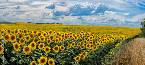 Foto  Summer landscape with a field of sunflowers