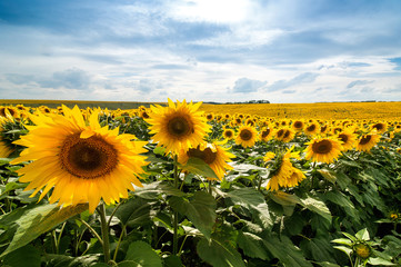 Fotomurales - Field of sunflowers lines