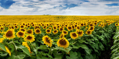 Fotomurales - Wonderful panoramic view field of sunflowers