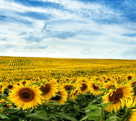 Fotomurales - Sunflower field landscape