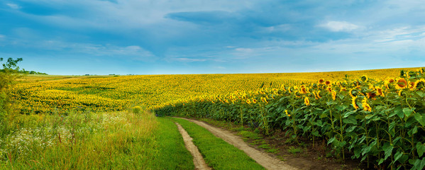 Fotomurales - Sunflowers field with a dirt road