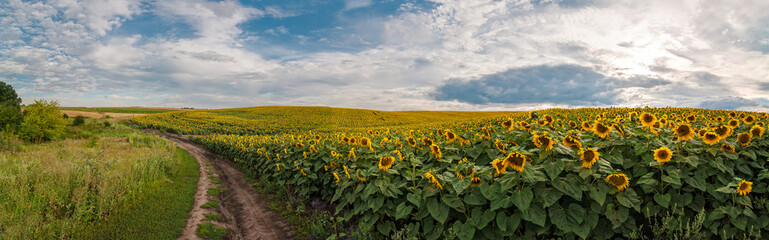 Fotomurales - panoramic view with a field of sunflowers with dirt road