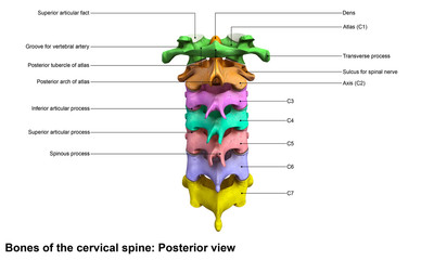 Wall Mural - Cervical Spine_Posterior view