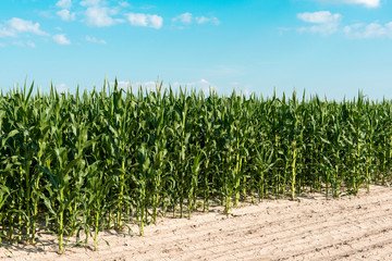 Wall Mural - Field of corn