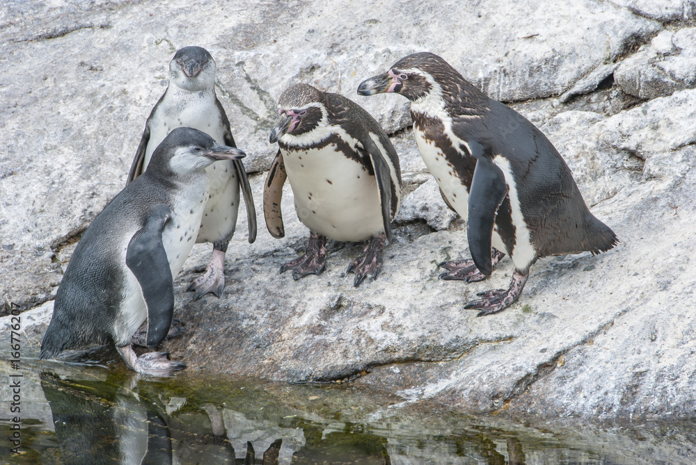 Relaxed penguin meeting by the sea