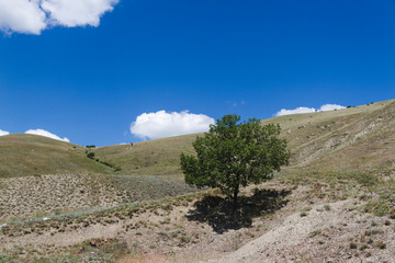 lonely tree in mountain hill